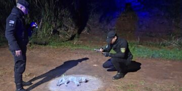 Puerto Esperanza: hallaron un margay atropellado en un camino vecinal