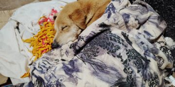 Seis perros fueron rescatados por la Policía en Oberá y Jardín América: ahora buscan una familia