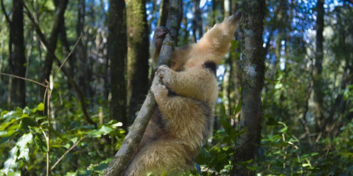 Reinsertaron en su hábitat natural a un oso melero rescatado