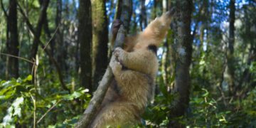 Reinsertaron en su hábitat natural a un oso melero rescatado