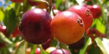 Tres frutales nativos de Misiones entraron al Código Alimentario Argentino