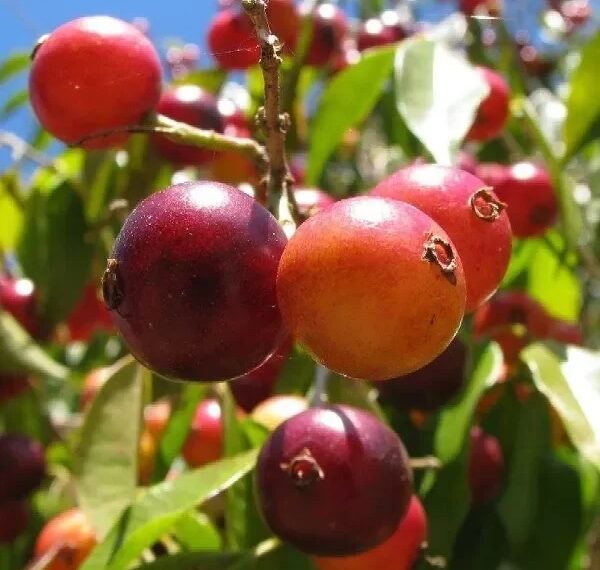 Tres frutales nativos de Misiones entraron al Código Alimentario Argentino