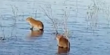 Viral: el frío congeló parte de los Esteros del Iberá y los carpinchos sufrieron las consecuencias