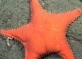 Furor en las redes por la estrella de mar con trasero que fue vista en Mar del Plata