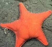Furor en las redes por la estrella de mar con trasero que fue vista en Mar del Plata