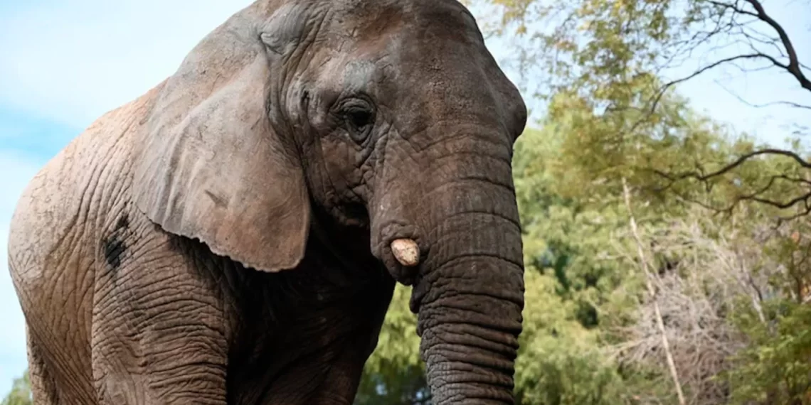 La elefanta Kenya liberada: cruzó por Iguazú y ya está en Brasil