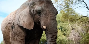 La elefanta Kenya liberada: cruzó por Iguazú y ya está en Brasil
