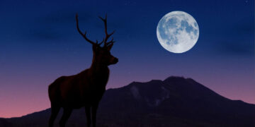 Lluvias de meteoros y Luna de Ciervo: fenómenos que se podrán ver en Julio