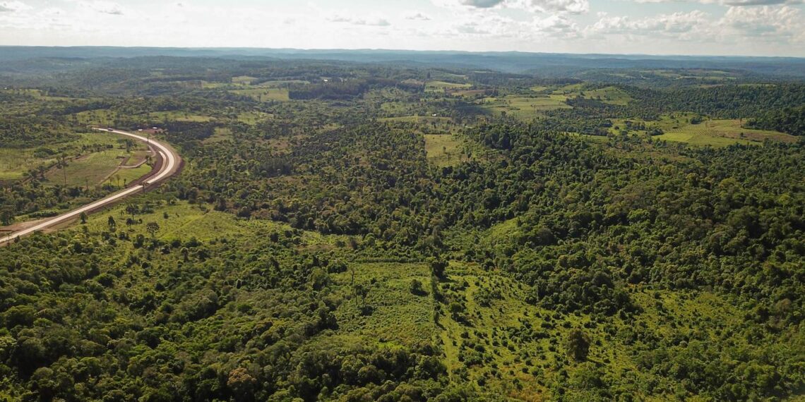 Vida Silvestre ya superó los 200.000 árboles nativos plantados para restaurar la selva misionera