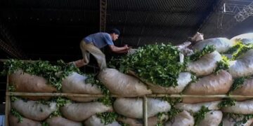 Advierten que la cadena yerbatera enfrenta riesgo por caída de precios e importaciones