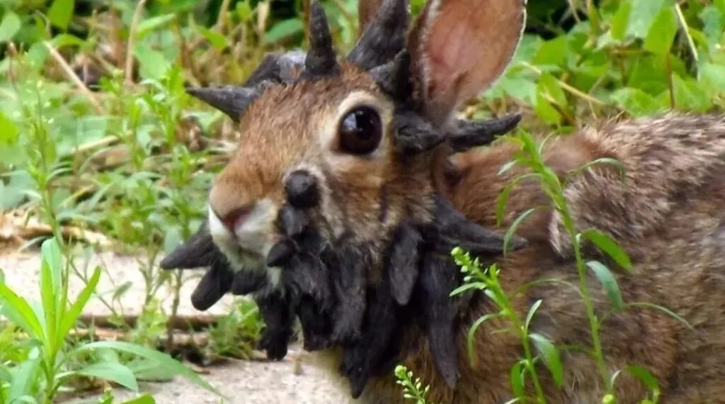 Conejos con “tentáculos” generan preocupación en Estados Unidos