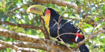 Volar 2025 está cada vez más cerca, e Iguazú se prepara para recibir a visitantes locales, nacionales e internacionales