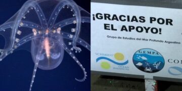 Terminó la misión del Conicet: la emotiva despedida de los científicos en el fondo del mar argentino