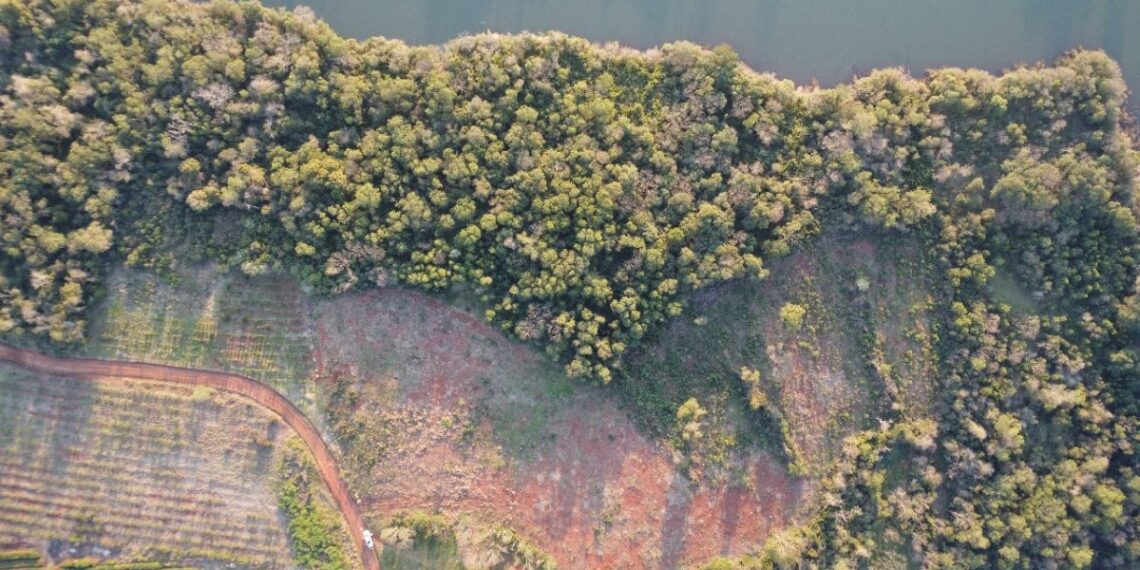 Dos de Mayo: Ecología detectó deforestación ilegal en El Saltito