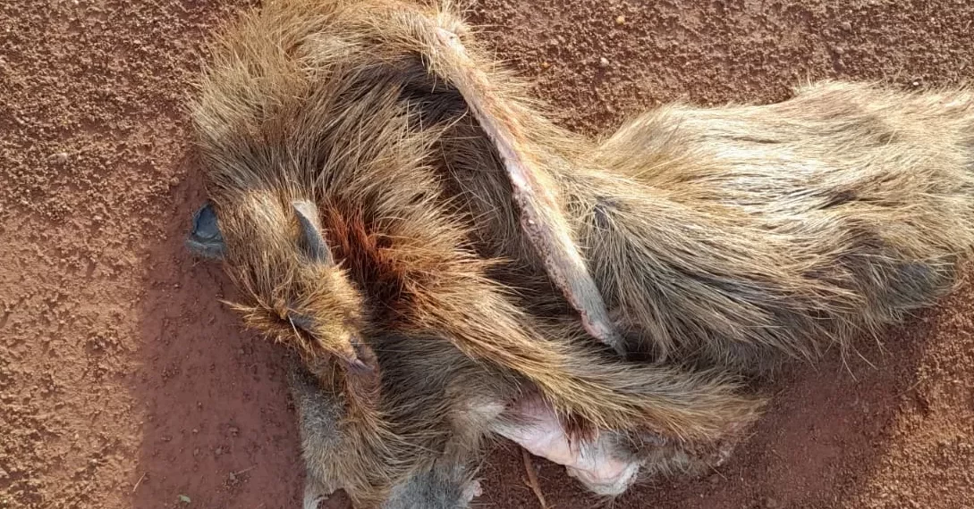 Faenaron un carpincho en la reserva del Zaimán
