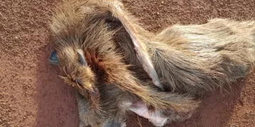 Faenaron un carpincho en la reserva del Zaimán