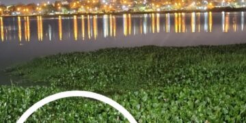 Carpinchos en la Costanera de Posadas: atractivo turístico y llamado al cuidado ambiental