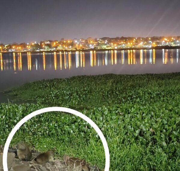 Carpinchos en la Costanera de Posadas: atractivo turístico y llamado al cuidado ambiental