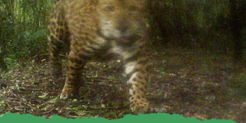 Un nuevo yaguareté en la Reserva de Vida Silvestre Urugua-í