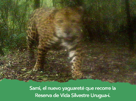 Un nuevo yaguareté en la Reserva de Vida Silvestre Urugua-í