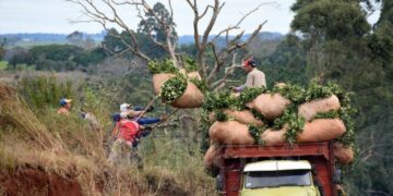 Yerbateros piden que declaren la emergencia en el sector