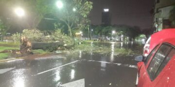 Temporal en Posadas: un árbol se desplomó sobre un auto sin causar heridos