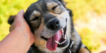 Día Mundial del Perro Adoptado: por qué se celebra hoy 23 de septiembre