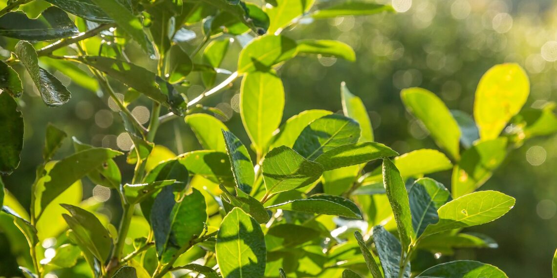 Misiones aprobó el programa de Arborización Urbana con Yerba Mate