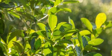 Misiones aprobó el programa de Arborización Urbana con Yerba Mate