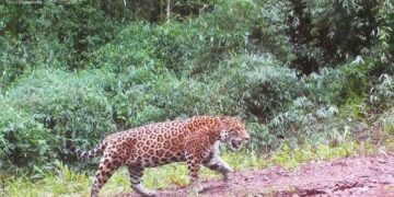 Iguazú: por la presencia de yaguaretés, analizan diversas acciones para la zona de las 2.000 Hectáreas