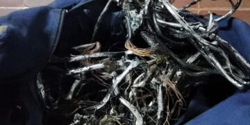 La Policía frustró el robo de cables en Posadas y arrestó por segunda vez al mismo delincuente