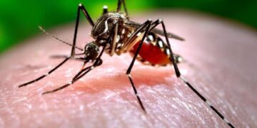 Dengue: intensifican tareas de control en Posadas