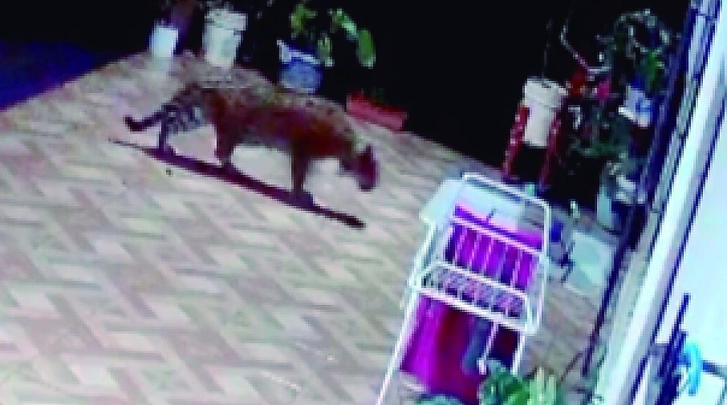 Captan a una yaguareté caminando en el patio de una casa en Puerto Iguazú