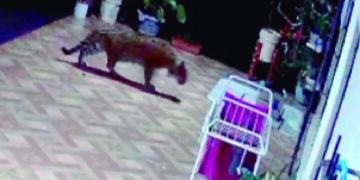 Captan a una yaguareté caminando en el patio de una casa en Puerto Iguazú