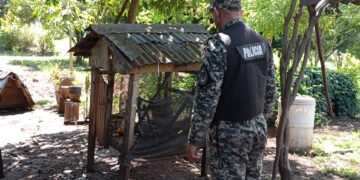Rescataron un tucán y un mono capuchino en el centro de Misiones