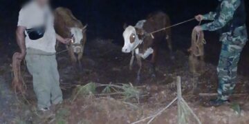 Policías rurales recuperaron dos vaquillas robadas y avanzan en el esclarecimiento del abigeato
