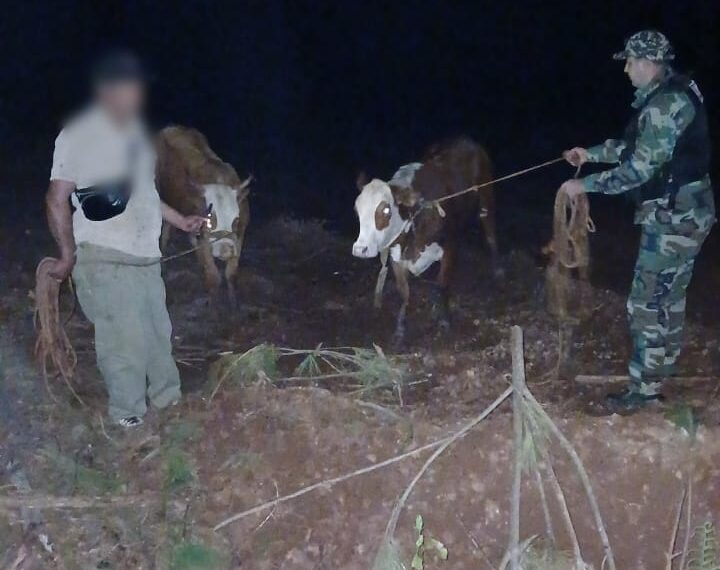 Policías rurales recuperaron dos vaquillas robadas y avanzan en el esclarecimiento del abigeato