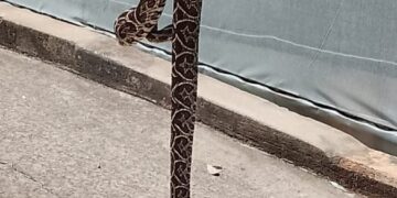 Reubicaron ejemplares de serpientes hallados en la Biofábrica y en la Costanera de Posadas