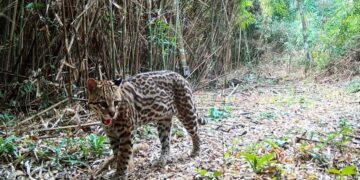 Realizan el mayor relevamiento poblacional del ocelote en la selva misionera