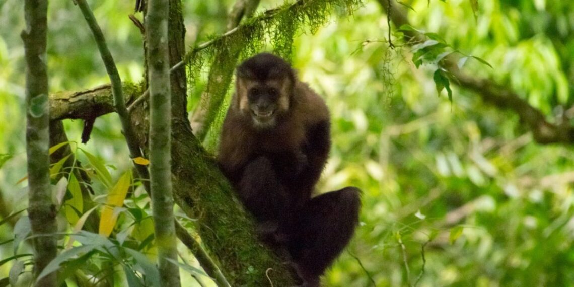 Liberaron a 8 monos Capuchinos rehabilitados en el Parque Provincial Urugua-í
