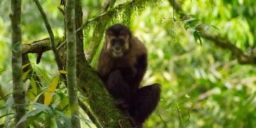 Liberaron a 8 monos Capuchinos rehabilitados en el Parque Provincial Urugua-í