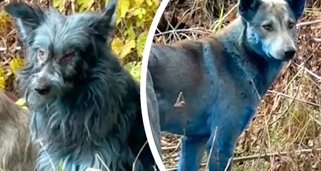 Misterio en Chernobyl: hallaron perros con pelaje azul en la zona de exclusión