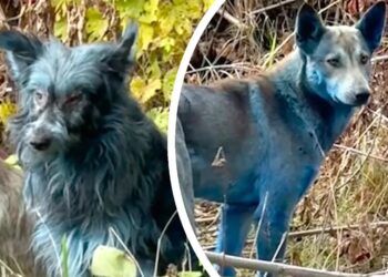 Misterio en Chernobyl: hallaron perros con pelaje azul en la zona de exclusión