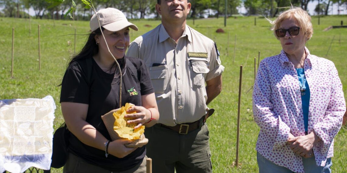 Misiones celebra la plantación del árbol número 100.000 y avanza en la restauración de la Selva Paranaense