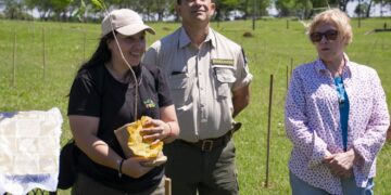Misiones celebra la plantación del árbol número 100.000 y avanza en la restauración de la Selva Paranaense