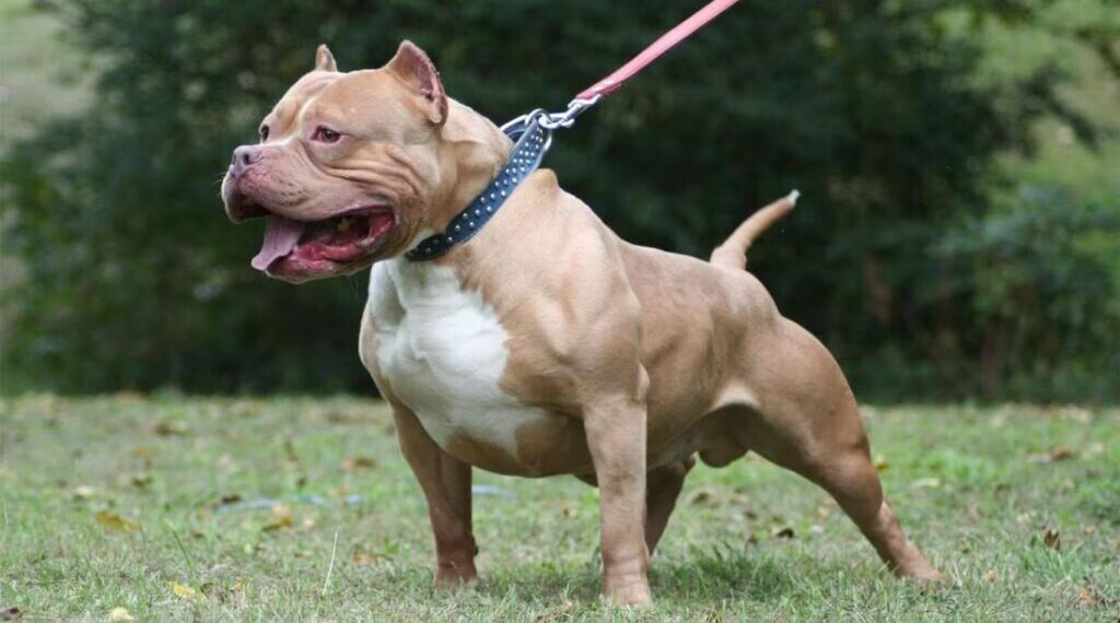 Investigan un nuevo ataque de un pitbull en Posadas