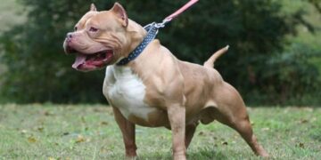 Investigan un nuevo ataque de un pitbull en Posadas