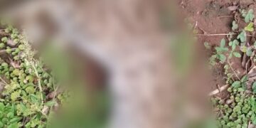 Investigan la muerte de un felino silvestre en la Ruta Provincial 216