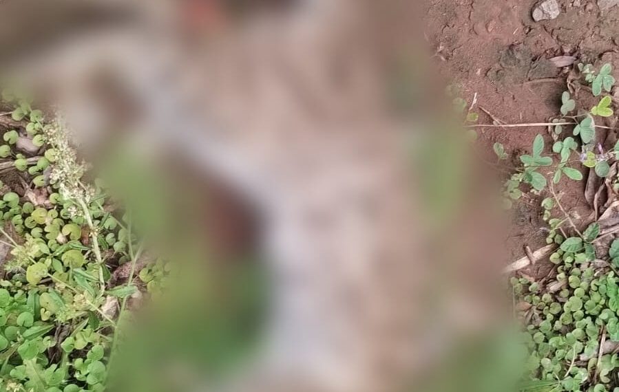 Investigan la muerte de un felino silvestre en la Ruta Provincial 216