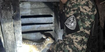 Policías ambientales rescataron a una cierva herida y preñada que estaba en manos de un vecino en Arroyo del Medio